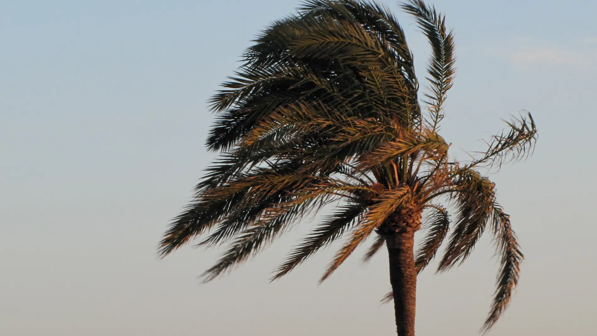 Una palmera, movida por la fuerza del viento.