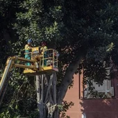 Operarios durante la poda del ficus de la parroquia de San Jacinto. Operarios durante la poda del ficus de la parroquia de San Jacinto.