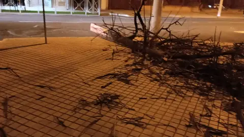 Rama de gran tamaño arrancada por el viento de un árbol en la zona de El Toscar de Elche. Rama de gran tamaño arrancada por el viento de un árbol en la zona de El Toscar de Elche.