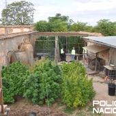 La plantación de marihuana estaba en el patio de una vivienda La plantación de marihuana estaba en el patio de una vivienda