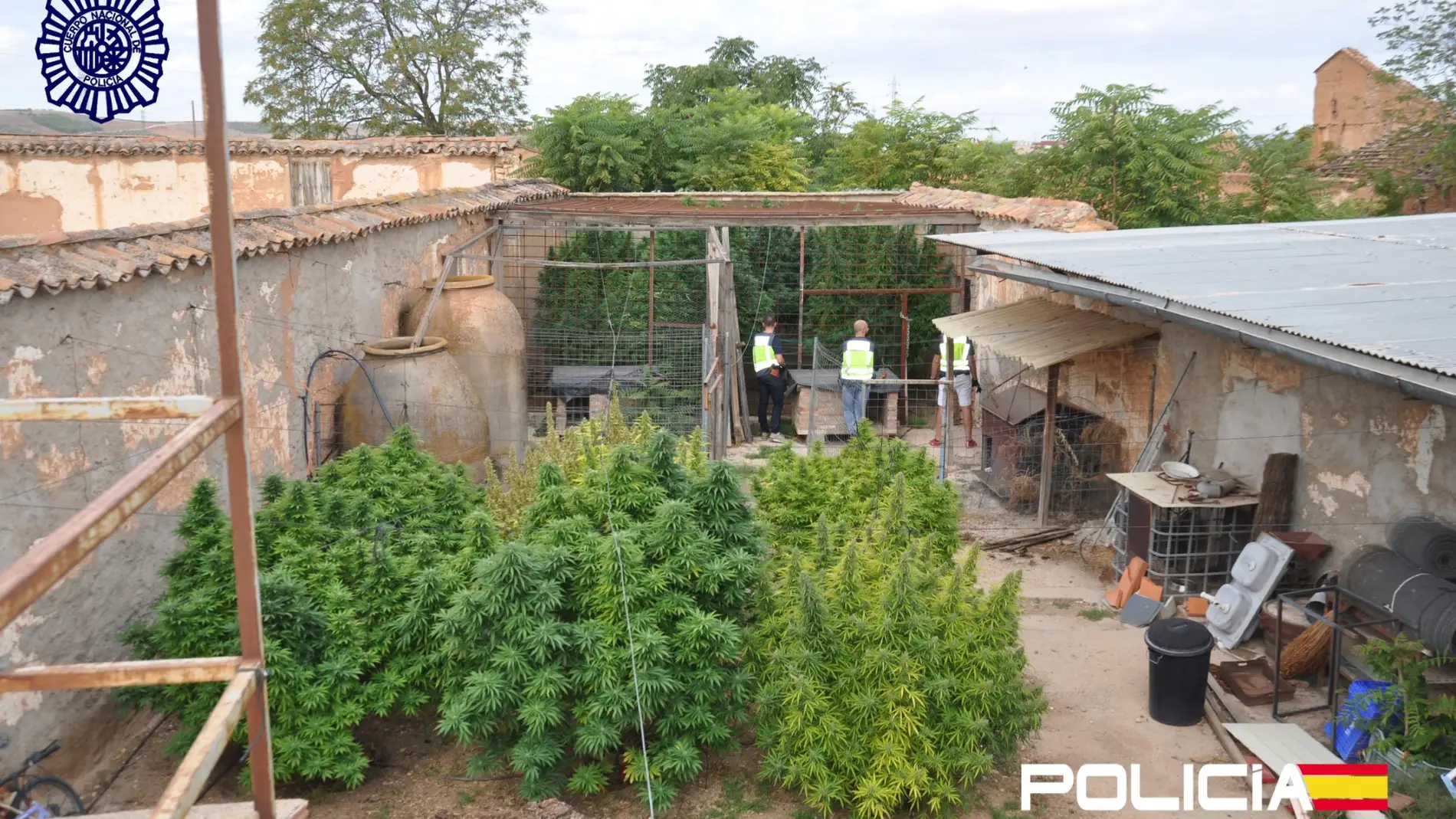 La plantación de marihuana estaba en el patio de una vivienda