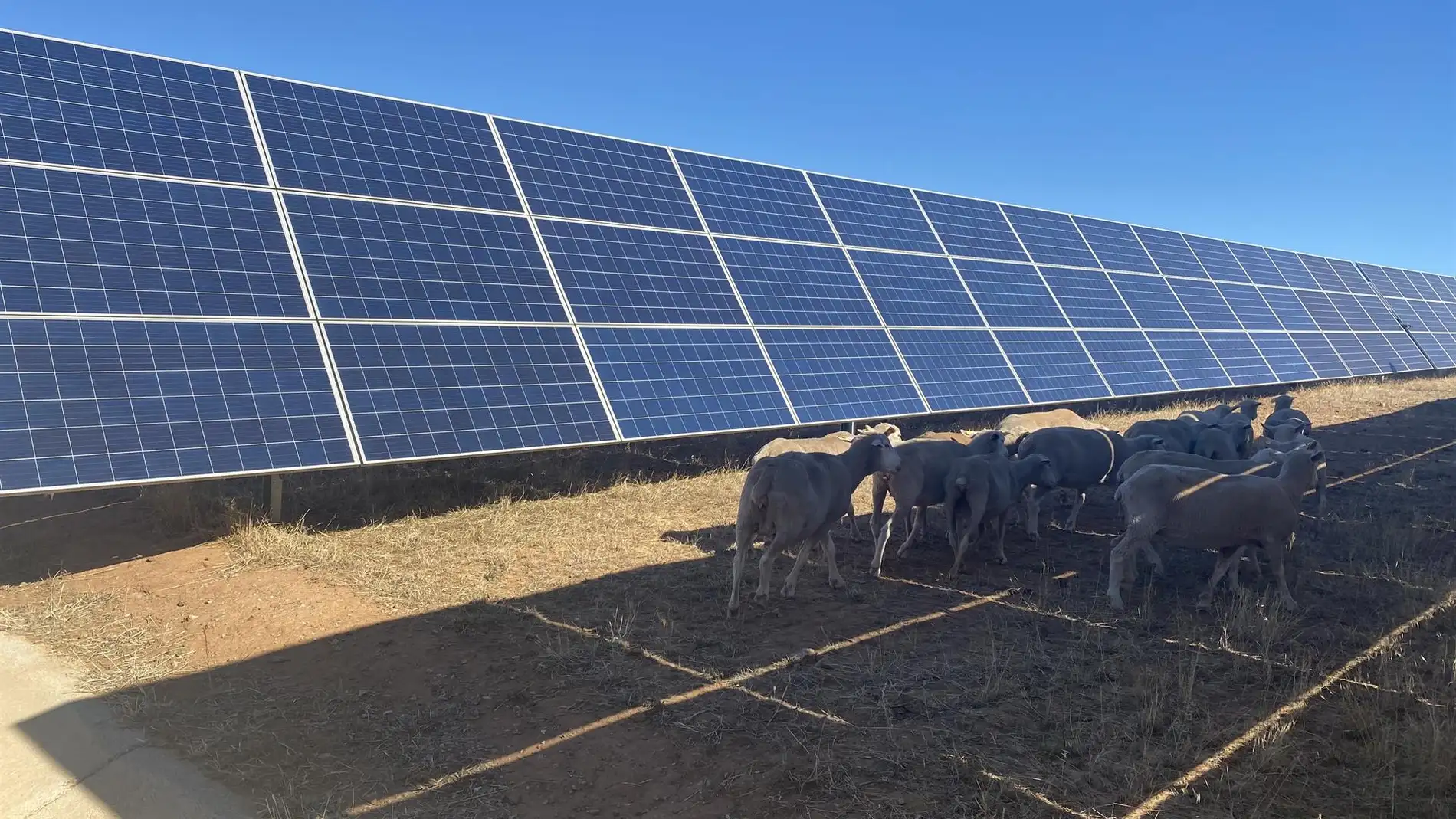 Una experiencia piloto de gestión ganadera en Badajoz persigue unas instalaciones fotovoltaicas "más sostenibles"