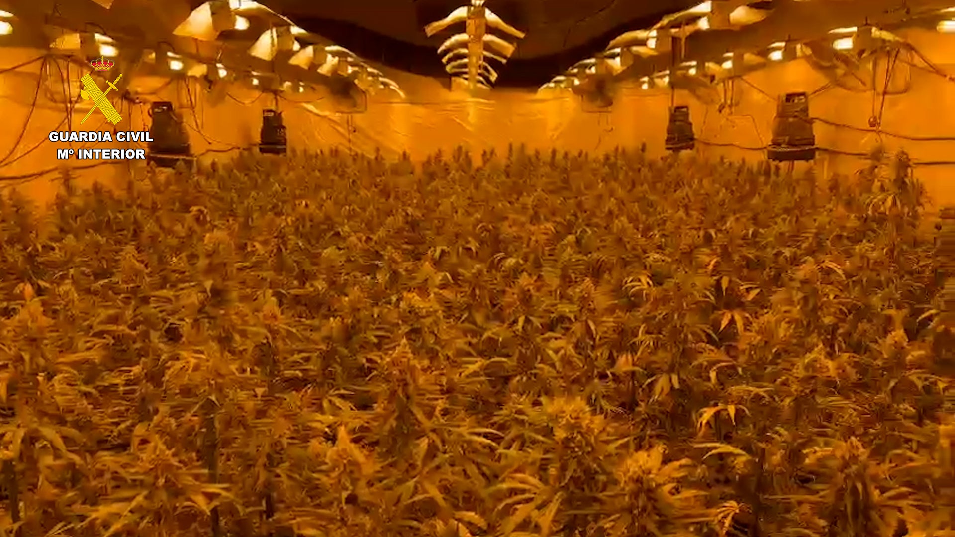 Desmantelan una nave industrial con 7000 plantas de marihuana en Almassora Desmantelan una nave industrial con 7000 plantas de marihuana en Almassora