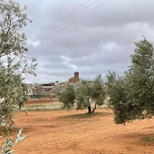 Olivar con Cózar al fondo Olivar con Cózar al fondo