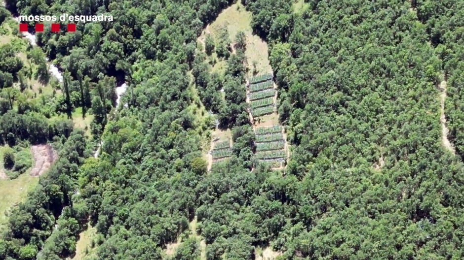 Desmantellen dos grups criminals al Pirineu que han cultivat marihuana per valor de 49 milions d'euros Desmantellen dos grups criminals al Pirineu que han cultivat marihuana per valor de 49 milions d'euros