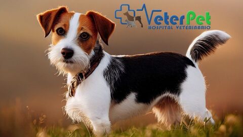 'Tu mascota en la Onda' con Cl&iacute;nicas Veterinarias VETERPET