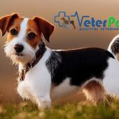 'Tu mascota en la Onda' con Clínicas Veterinarias VETERPET
