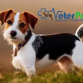'Tu mascota en la Onda' con Clínicas Veterinarias VETERPET 'Tu mascota en la Onda' con Clínicas Veterinarias VETERPET