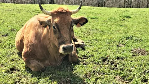 Vacas asturianas. Una vaca