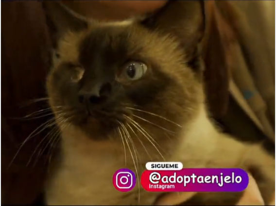 Adopta en JELO: El cariñoso gato Siam busca un nuevo hogar Adopta en JELO: El cariñoso gato Siam busca un nuevo hogar