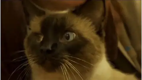 El gato Siam El gato Siam