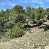 Camí Bancal Roig