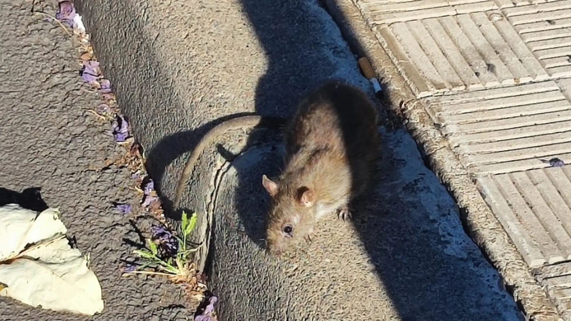 Imagen de una rata captada por un vecino del barrio de Salamanca en Santa Cruz de Tenerife