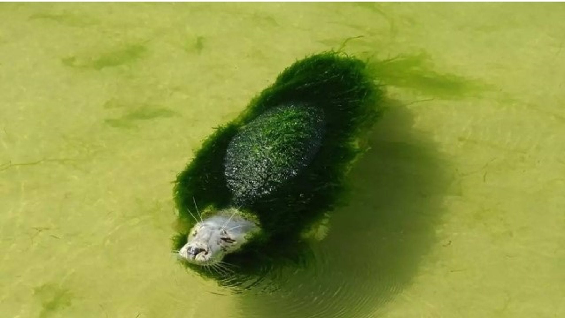 La Fiscalía de Cantabria investiga sin hay indicios de delito en el minizoo de la Magdalena La Fiscalía de Cantabria investiga sin hay indicios de delito en el minizoo de la Magdalena