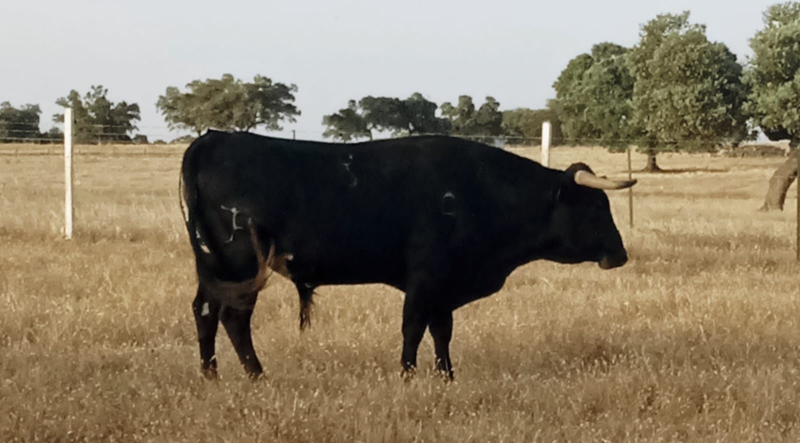 Alerta en Almenara por un toro fugado de una ganadería de la zona Alerta en Almenara por un toro fugado de una ganadería de la zona