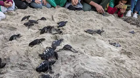 Baleares libera 47 tortugas marinas en la playa de Cala Millor y en la de Es Cavallet nacidas este verano
