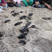 Baleares libera 47 tortugas marinas en la playa de Cala Millor y en la de Es Cavallet nacidas este verano