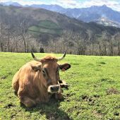 Vaca asturiana.