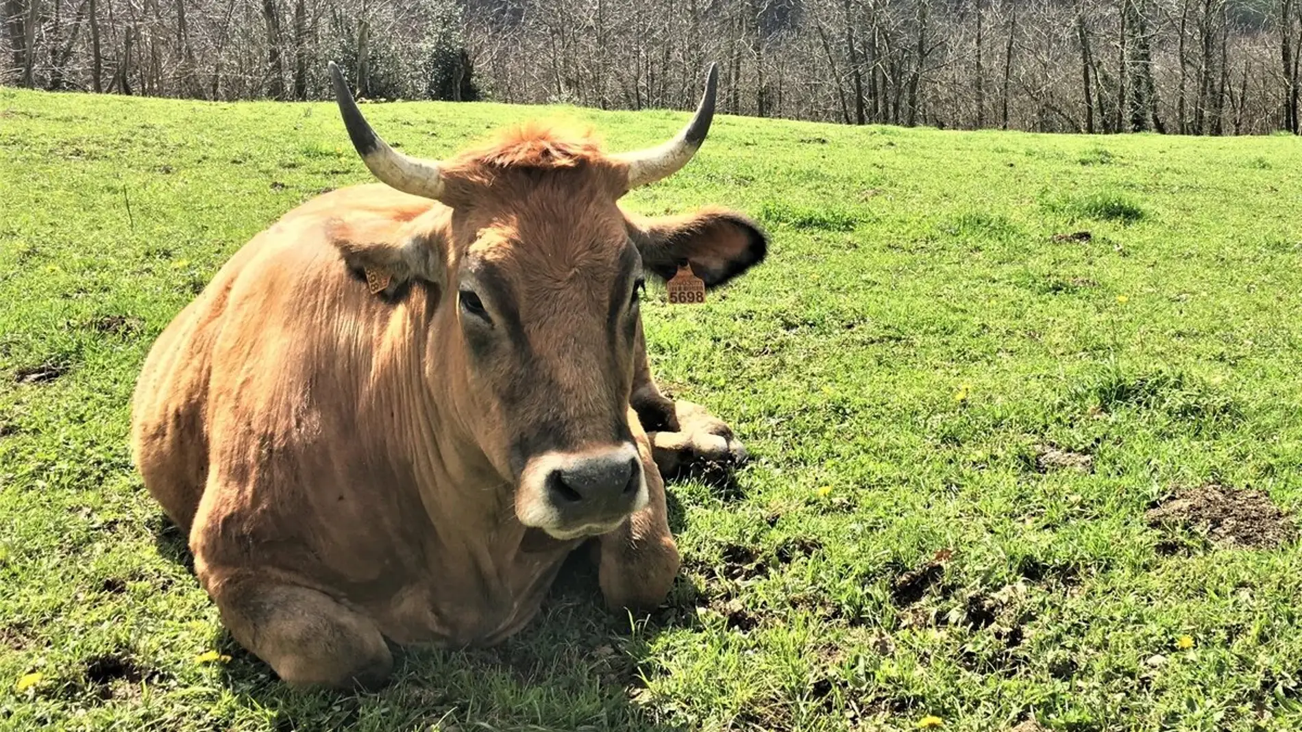 Vaca asturiana.