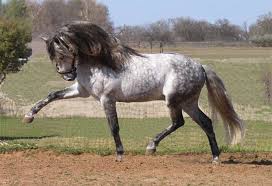 "Pasión y duende del caballo" se va a Portugal e Italia "Pasión y duende del caballo" se va a Portugal e Italia