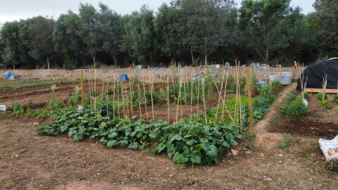 Imagen de una parcela de los Huertos Intergeneracionales de Onda. 