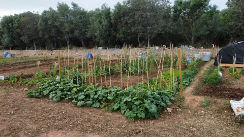Imagen de una parcela de los Huertos Intergeneracionales de Onda. Imagen de una parcela de los Huertos Intergeneracionales de Onda.