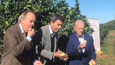 Mazón en el primer corte de los cítricos valencianos Mazón en el primer corte de los cítricos valencianos