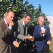 Mazón en el primer corte de los cítricos valencianos