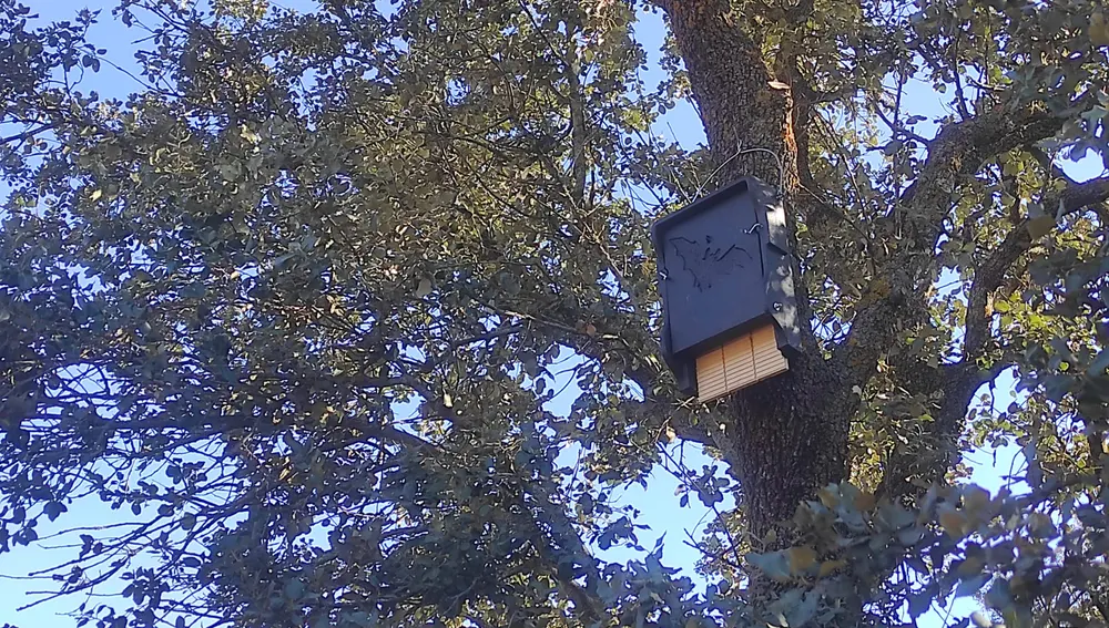 Cajas-nido para murciélagos. Finca La nava del conejo (Valdepeñas)