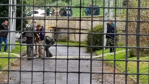Jabalíes capturados en Someso Fueron sedados después de la intervención de Axentes Forestais.