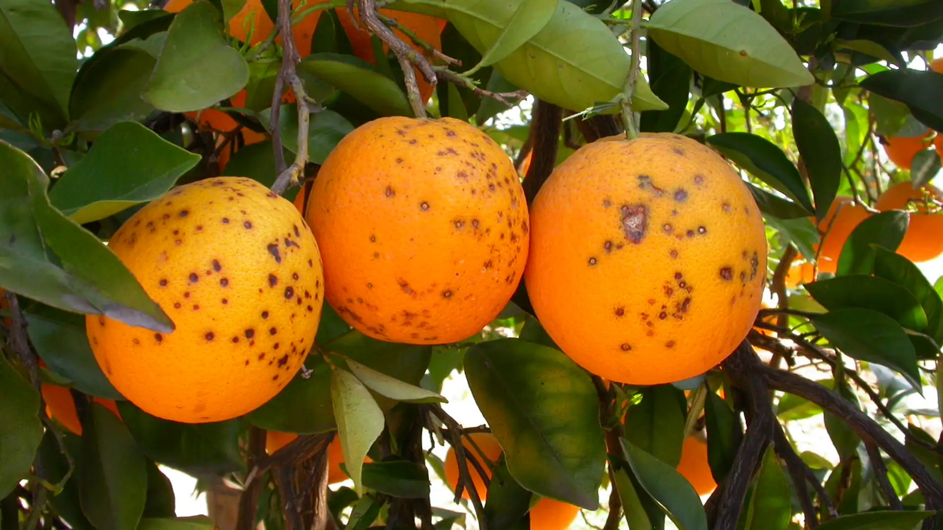 Naranjas afectadas por la famosa mancha negra