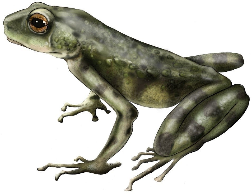 Veneno de sapo: de alucinógeno a fármaco Veneno de sapo: de alucinógeno a fármaco