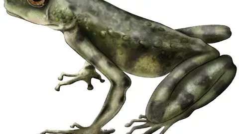 Una nueva especie de sapo hallada en Kenia revela la historia evolutiva oculta de los anfibios africanos Una nueva especie de sapo hallada en Kenia revela la historia evolutiva oculta de los anfibios africanos