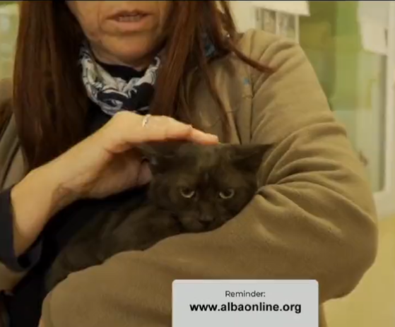 Adopta en JELO: la gatita moteada Nieva busca familia Adopta en JELO: la gatita moteada Nieva busca familia