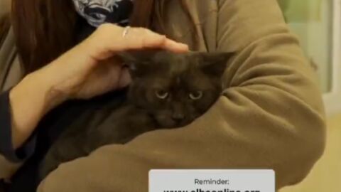 La gata Nieva 