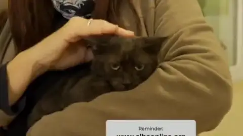 La gata Nieva La gata Nieva