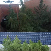 Una de las plantaciones desmantelada Una de las plantaciones desmantelada