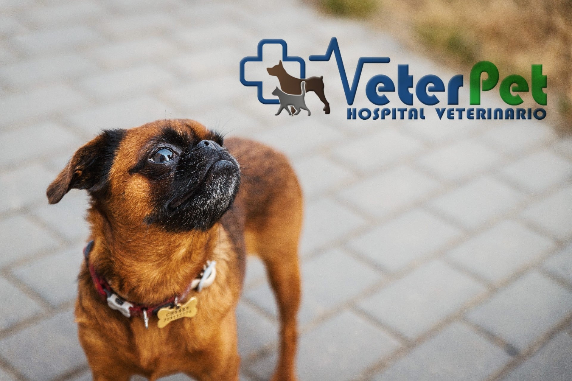 Los veterinarios recomiendan un chequeo y cuidados específicos para proteger la salud del perro frente a los riesgos de la primavera Los veterinarios recomiendan un chequeo y cuidados específicos para proteger la salud del perro frente a los riesgos de la primavera