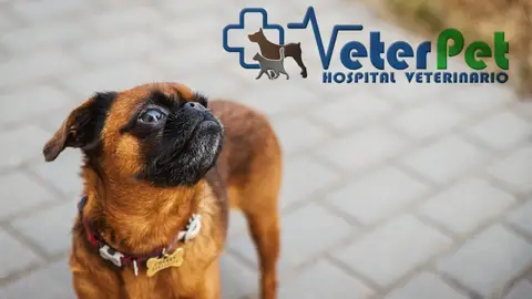 Tu mascota en la Onda, con Clínicas Veterinarias Veterpet Tu mascota en la Onda, con Clínicas Veterinarias Veterpet