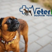 Tu mascota en la Onda, con Clínicas Veterinarias Veterpet Tu mascota en la Onda, con Clínicas Veterinarias Veterpet