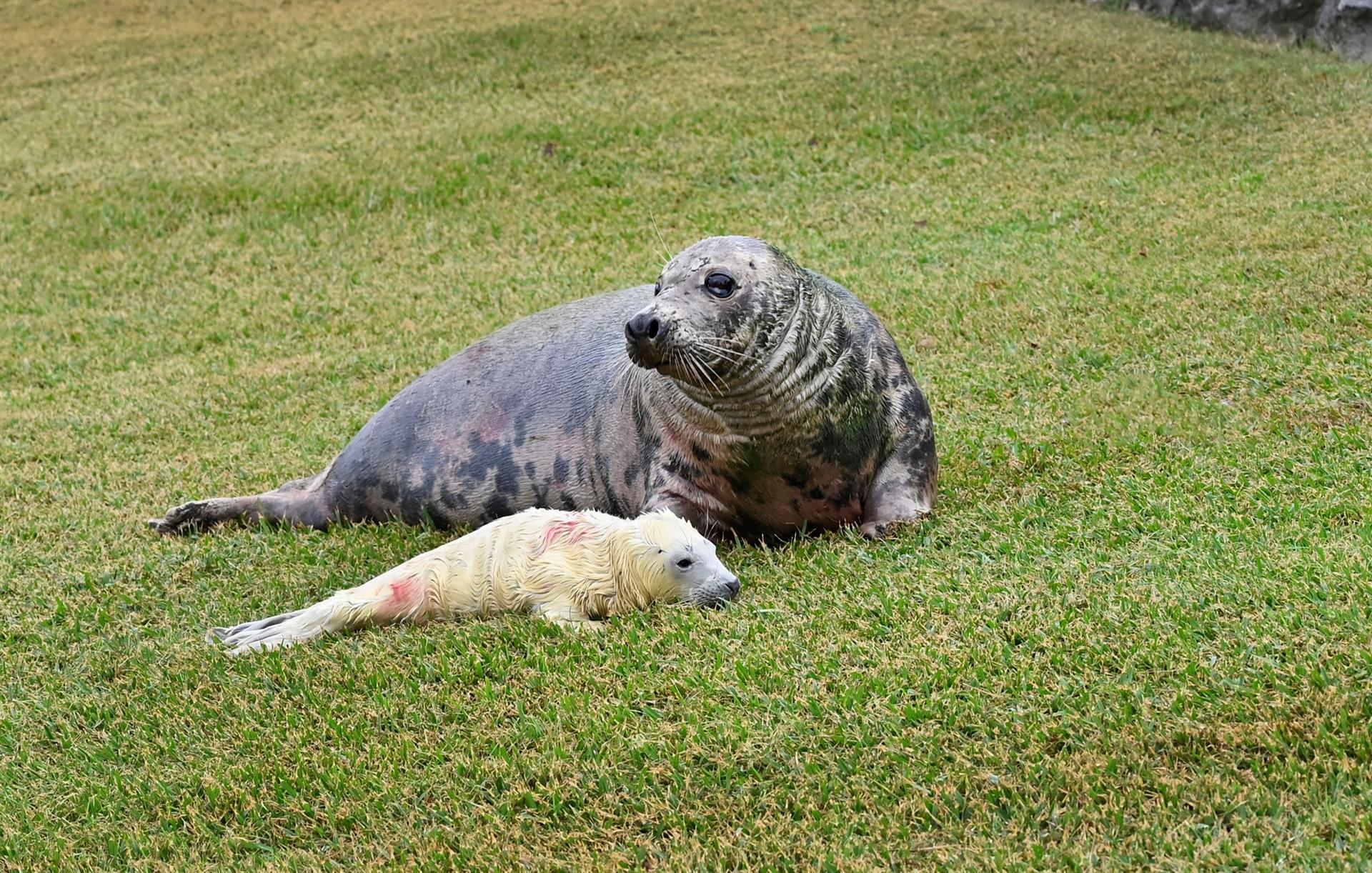 12 kilos y madrugadora: nace una foca gris en el minizoo de La Magdalena de Santander 12 kilos y madrugadora: nace una foca gris en el minizoo de La Magdalena de Santander