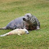 Cría de foca gris nacido en el minizoo de La Magdalena de Santander