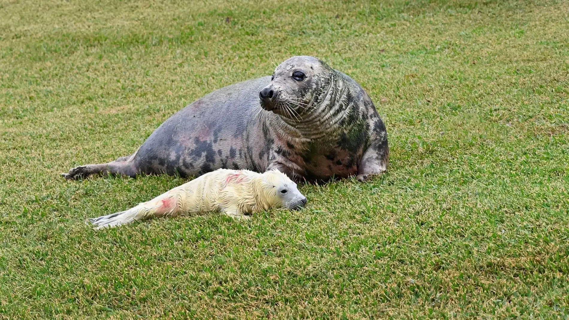 Cría de foca gris nacido en el minizoo de La Magdalena de Santander