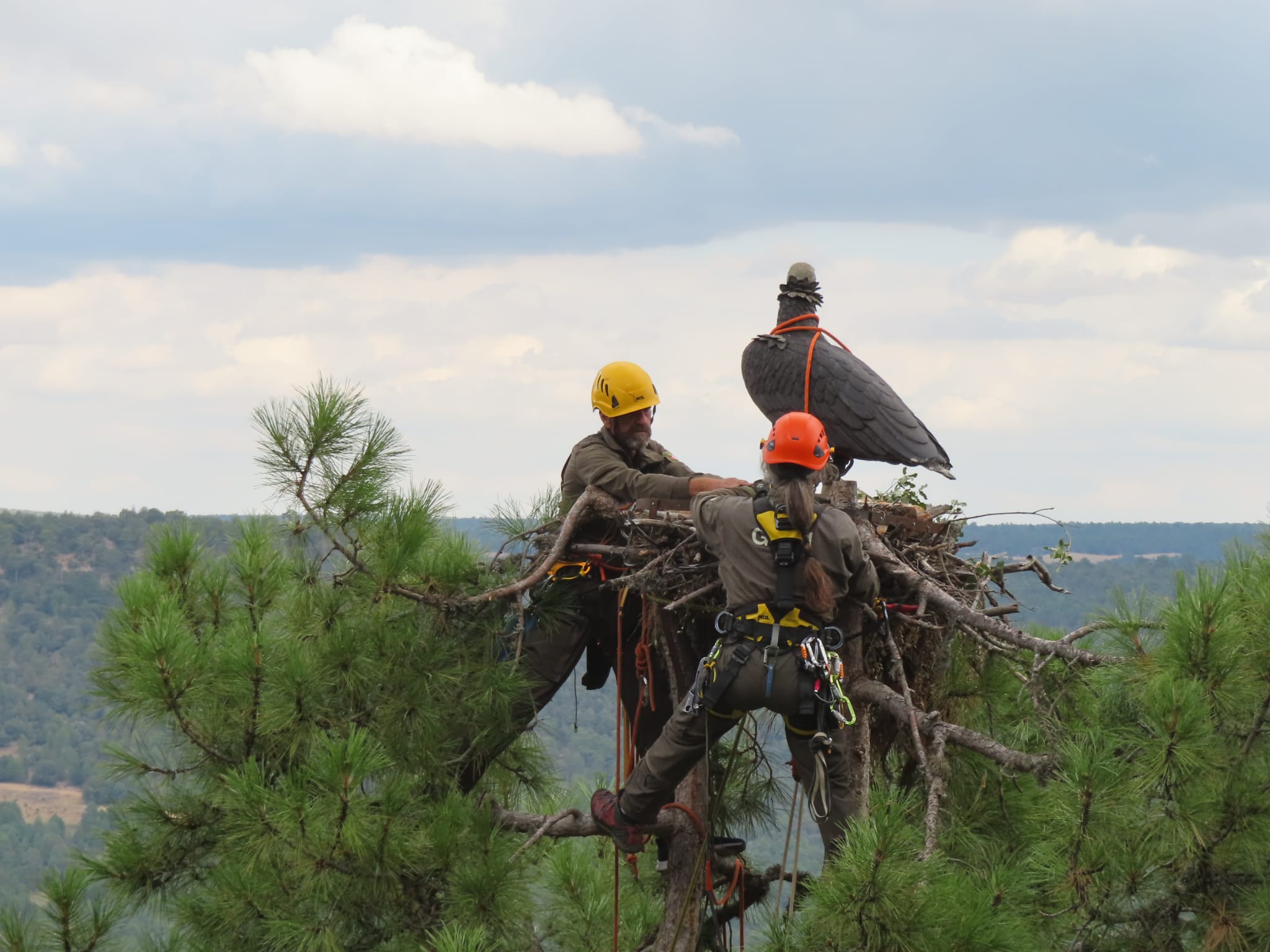 Nidos artificiales con señuelo en la Serranía de Cuenca para facilitar el asentamiento del buitre negro Nidos artificiales con señuelo en la Serranía de Cuenca para facilitar el asentamiento del buitre negro