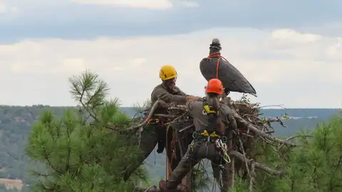 Nidos artificiales con señuelo para facilitar el asentamiento de buitres negros en Cuenca Nidos artificiales con señuelo para facilitar el asentamiento de buitres negros en Cuenca