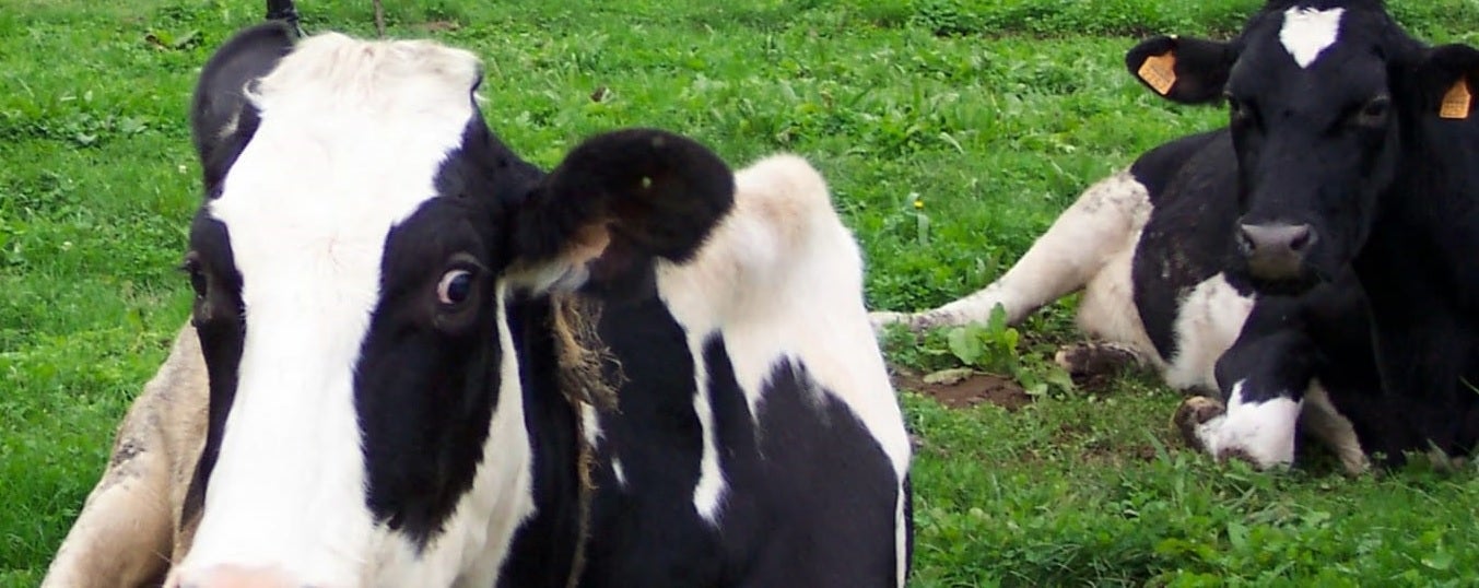 Suspendidas las ferias ganaderas y el mercado nacional de la Pola por la dermatosis Suspendidas las ferias ganaderas y el mercado nacional de la Pola por la dermatosis