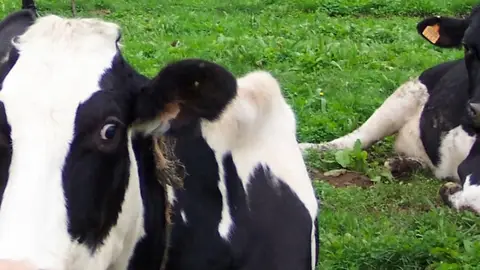 Vacas de Galicia Afectadas por la enfermedad hemorrágica epizoótica.