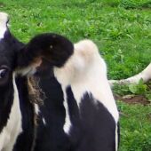 Vacas de Galicia