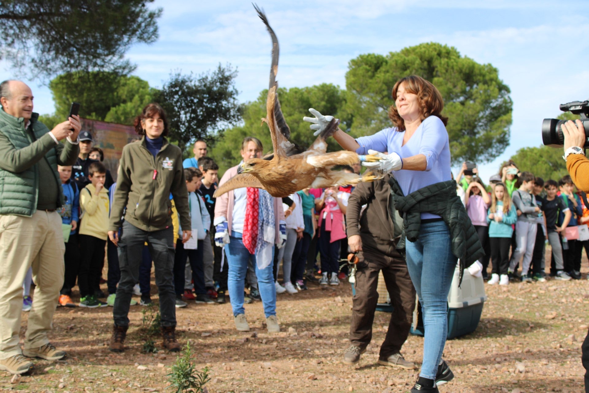 Sueltan dos ejemplares de águila imperial ibérica en Viso del Marqués Sueltan dos ejemplares de águila imperial ibérica en Viso del Marqués