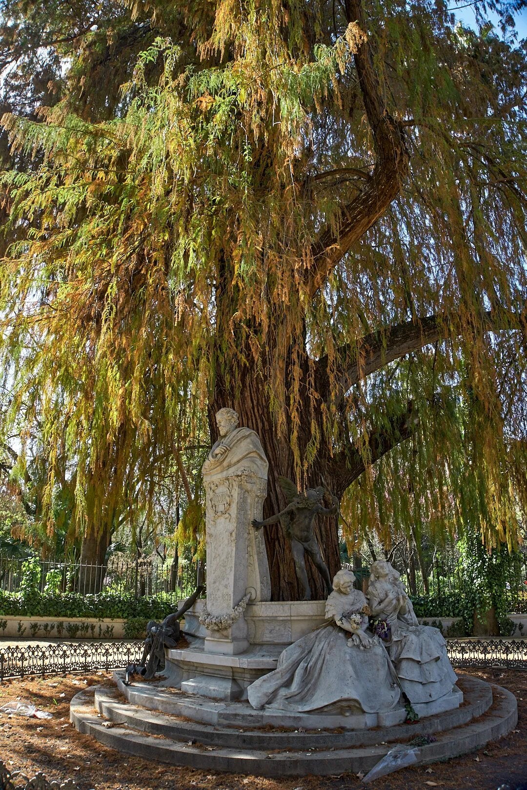 El ciprés de los Pantanos del Parque de María Luisa, candidato al árbol del año El ciprés de los Pantanos del Parque de María Luisa, candidato al árbol del año